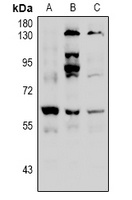 HDAC2 (phospho-S394) antibody
