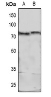 MARCKS (phospho-S158) antibody