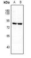 FRS2 (phospho-Y196) antibody
