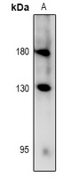 RET (phospho-Y981) antibody