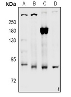 LRP1 (phospho-S4520) antibody
