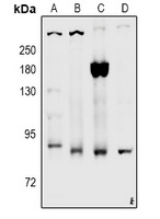 Anti-CD91 (Phospho-S4520) Antibody