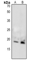 MBP (phospho-T232) antibody