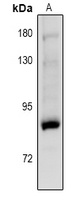 Anti-PKC gamma (Phospho-T514) Antibody