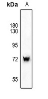 Anti-SYK Antibody