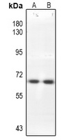 CDC25B antibody