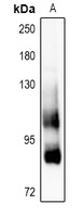 Anti-CD91 Antibody