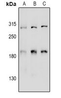 Anti-Girdin Antibody