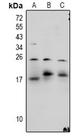 MBP antibody