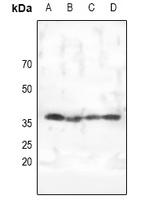 PRKAG1 antibody