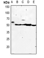 KCNJ4 antibody