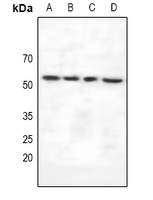 VRK3 antibody