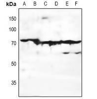 EMR3 antibody