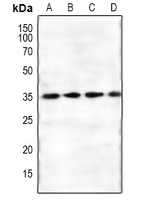GNB1L antibody