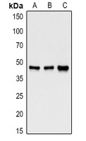 GSK3B antibody