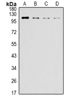 ERN1 antibody