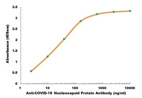 Anti-COVID-19 Nucleocapsid Protein Antibody