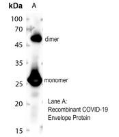 COVID-19 Envelope protein antibody