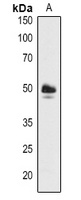 ABF3 antibody