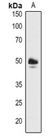 Anti-ABF3 Antibody