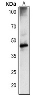 DEGP1 antibody