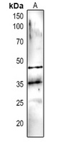 DEGP5 antibody