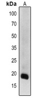 Anti-GDH1/2/3 Antibody