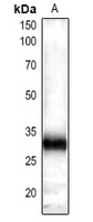 GRF-pan antibody