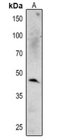 MPK6 antibody