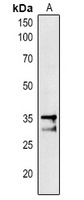 PAP1 antibody