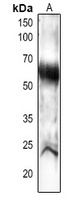 Anti-PEX14 Antibody