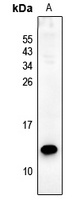 Anti-PS2 Antibody