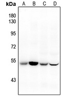 Anti-CD47 Antibody