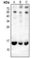 CD179a antibody