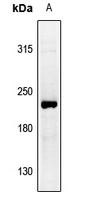 Collagen-pan antibody