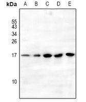 Histone H3 (MonoMethyl K79) antibody