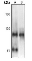 NF-kappaB p105 (pS903) antibody