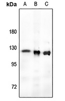 Anti-RB1 (Phospho-T821) Antibody