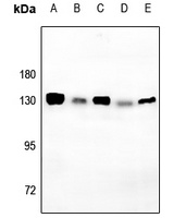 Anti-CD130 (Phospho-S782) Antibody