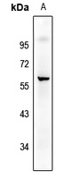 Anti-CD226 (Phospho-S329) Antibody