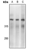 Anti-DNA-PKcs (Phospho-S2056) Antibody