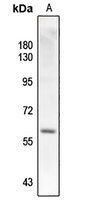 SMAD2 (pT220) antibody