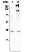 SMAD3 (pS208) antibody
