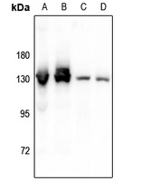 Anti-CD124 (Phospho-Y497) Antibody