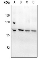 Anti-ATP1A1 (Phospho-S23) Antibody