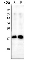 Alpha-synuclein (pY136) antibody