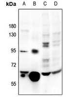 Catalase antibody