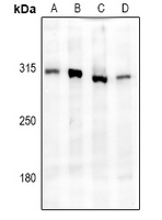 Anti-IP3R Antibody