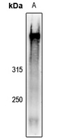 AHNAK antibody