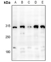 PDZD2 antibody